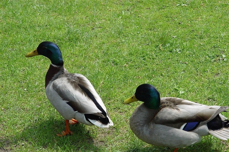 波士頓公園201307172438