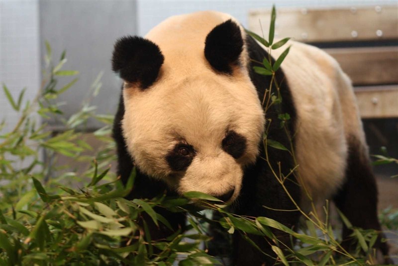 柏林動物園20130810528