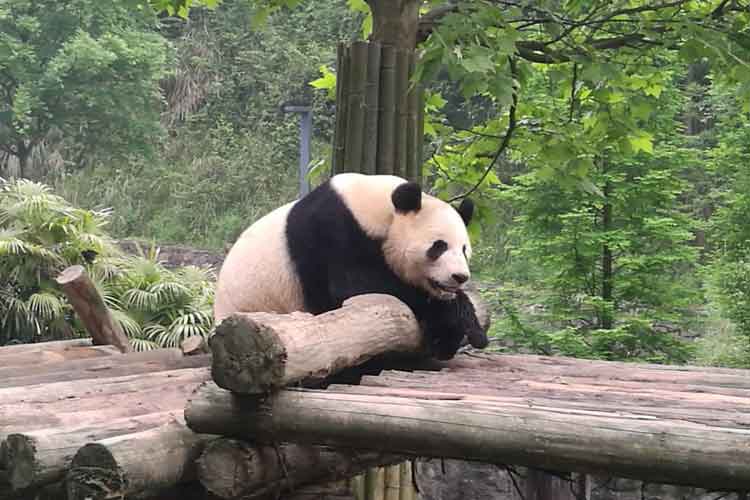 熊貓樂園.jpg